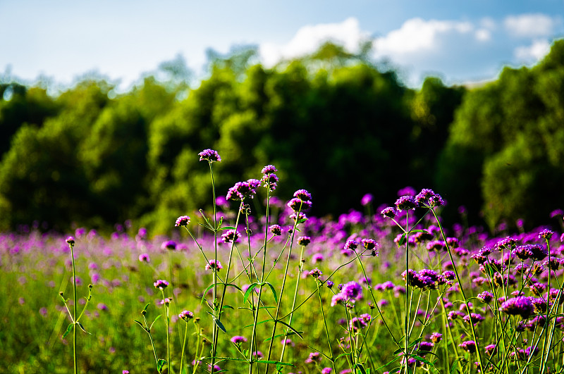 户外公园花丛中的红紫色小野花图片下载