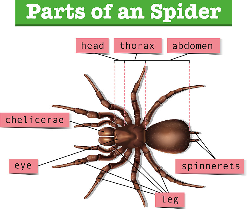 蜘蛛的生理结构图片
