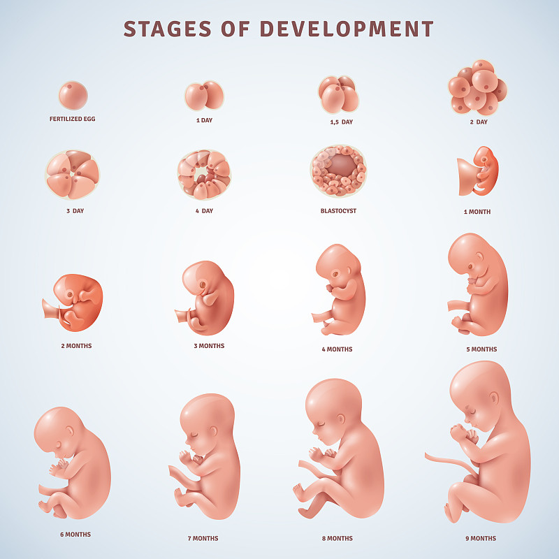 人类胚胎发育手抄报图片