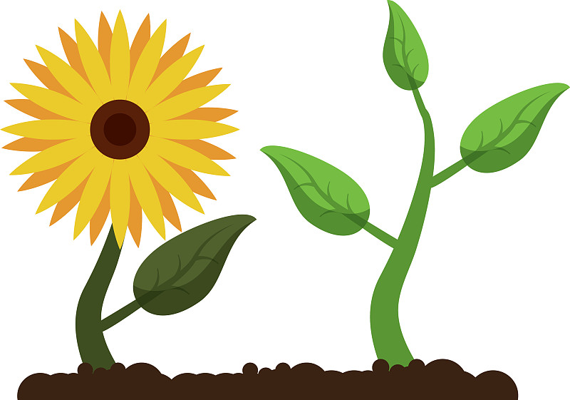 向日葵与植物生长的卡通图片下载