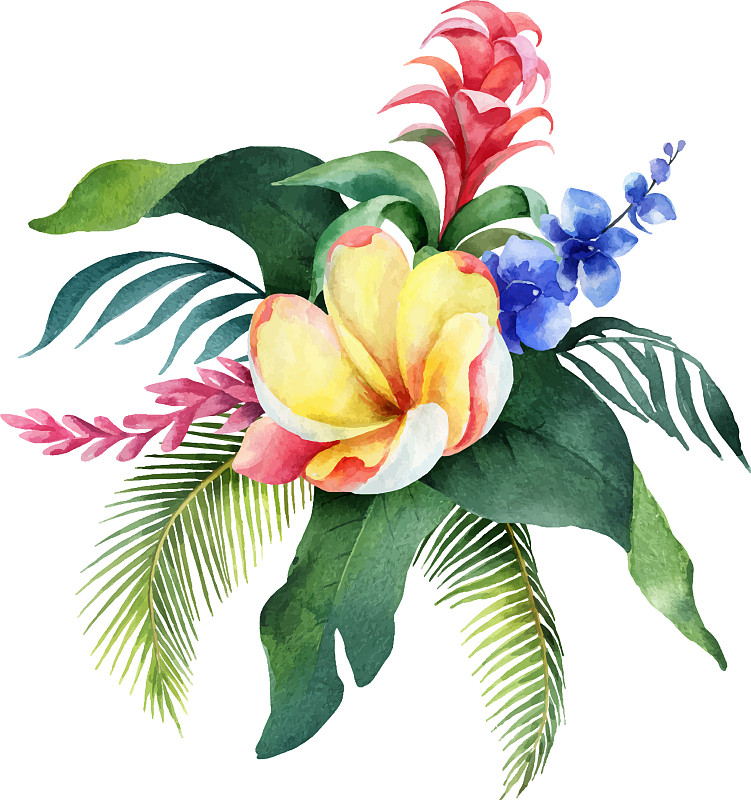水彩花束热带树叶和图片素材