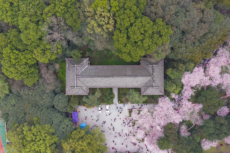 武汉大学樱花图片素材