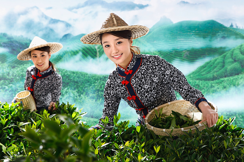 两个东方女孩在茶园采茶图片下载