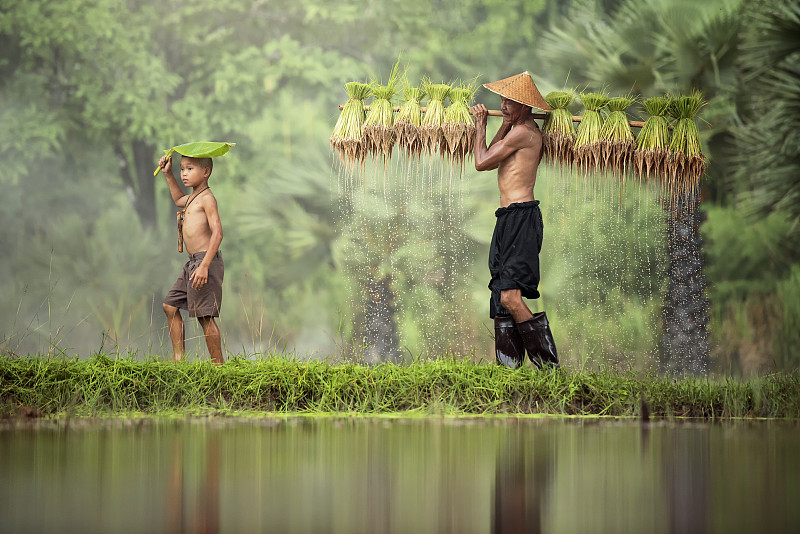 在绿色的田野上搬运水稻的家庭农民，泰国图片下载