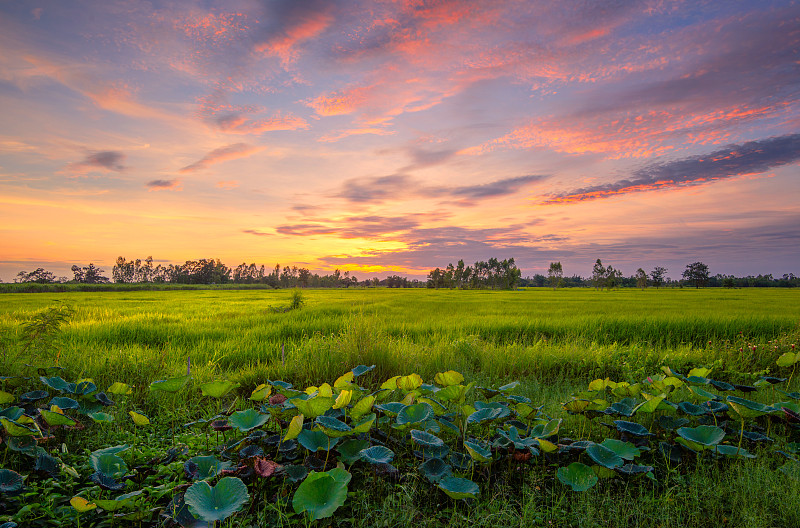 美丽的绿色稻田和夕阳图片下载