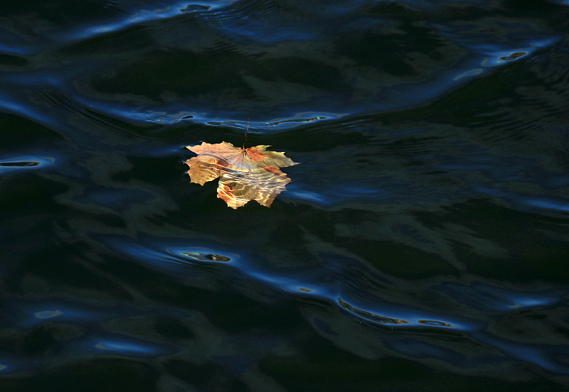 一片落叶在水里的图片图片