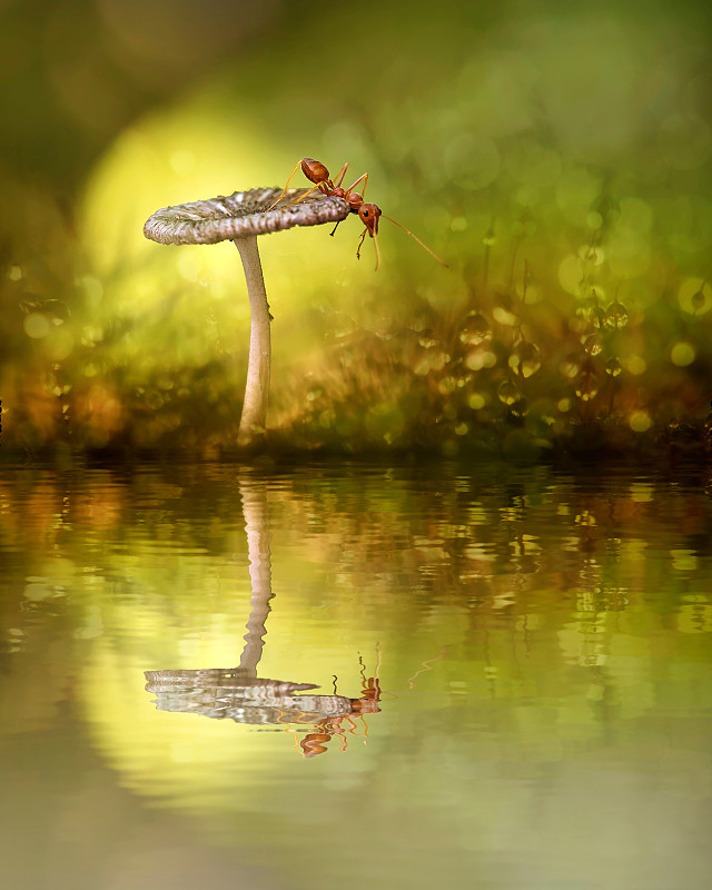 火蚁在水中倒影的野生蘑菇上图片素材