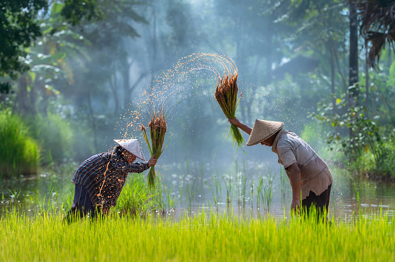 亚洲农民在稻田插秧，农民在雨季种植水稻。图片素材