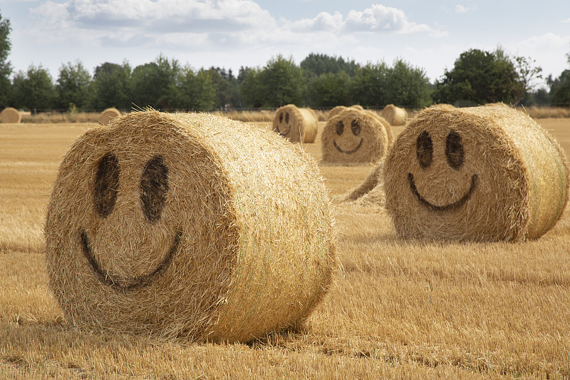 在夏天的时候，笑脸在田野的稻草捆上。图片下载