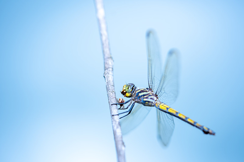 树枝上的蜻蜓在模糊的蓝天背景上图片下载