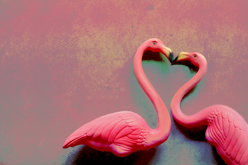 两只粉红色的火烈鸟在接吻图片素材