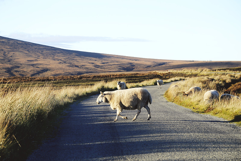 羊群站在路上图片下载