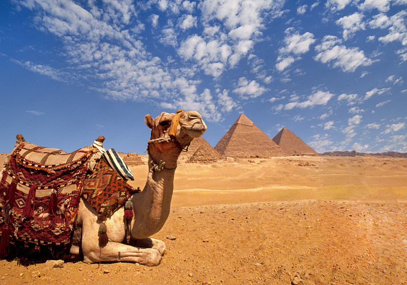 埃及吉萨金字塔的驯养骆驼图片下载