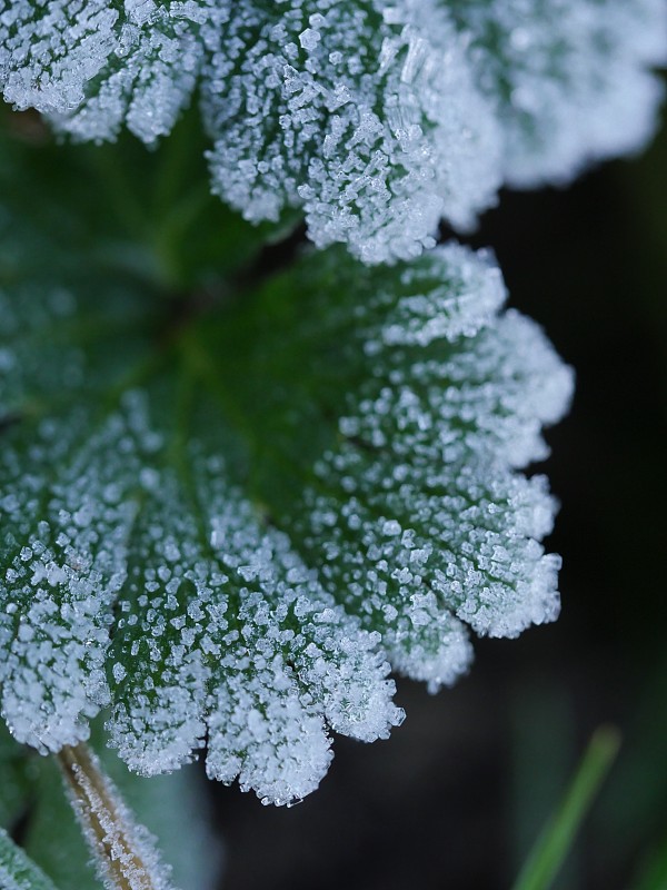 冰冻植物的特写图片素材