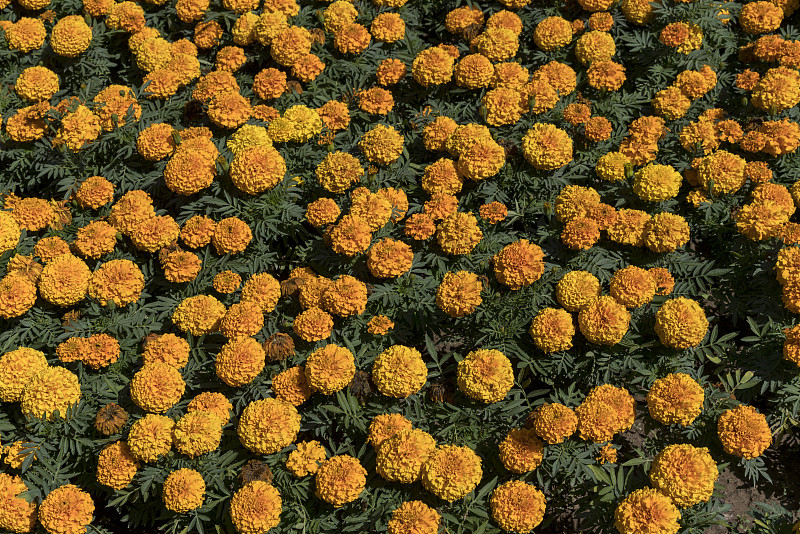 桔黄色的花万寿菊在花坛上。图片下载