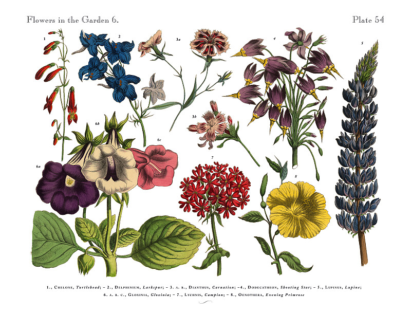 奇异的花的花园，维多利亚植物学插图图片下载