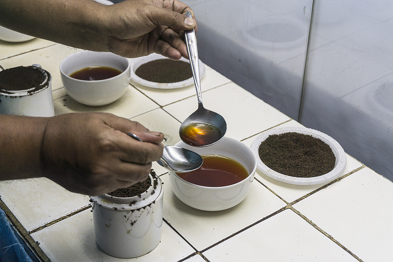 品茶员正在检查茶厂生产的茶叶的质量控制。图片素材