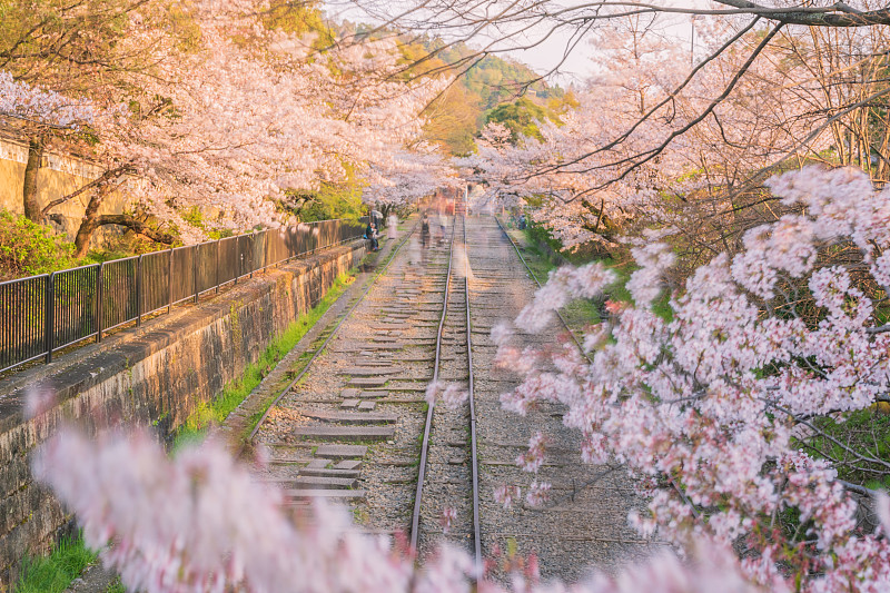 日本京都Keage站的樱花图片下载