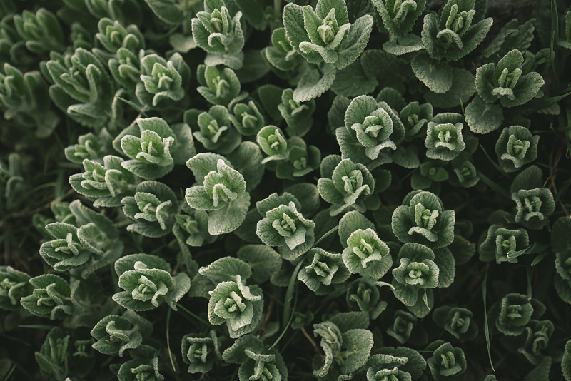 绿色植物背景，自然之美，绿色植物小叶子抽象背景图片下载