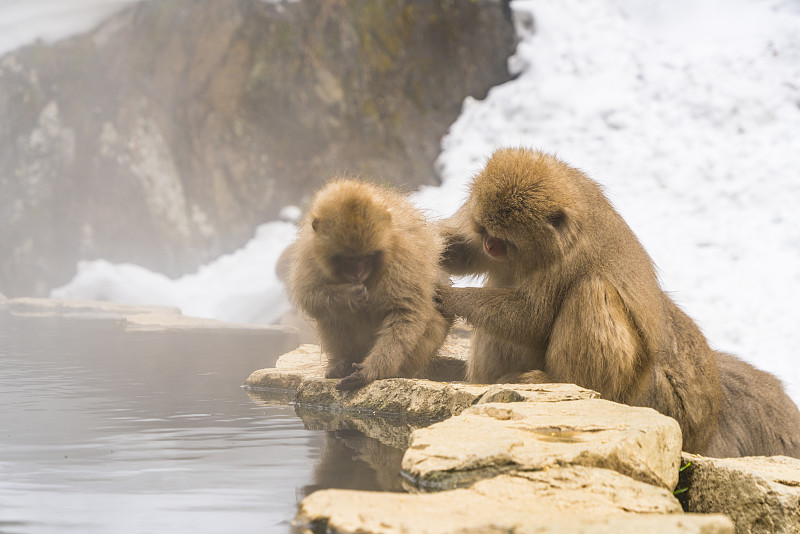2月19日，在日本长野地狱谷雪猴公园，雪猴妈妈在温泉浴缸边为宝宝梳理毛发。图片下载