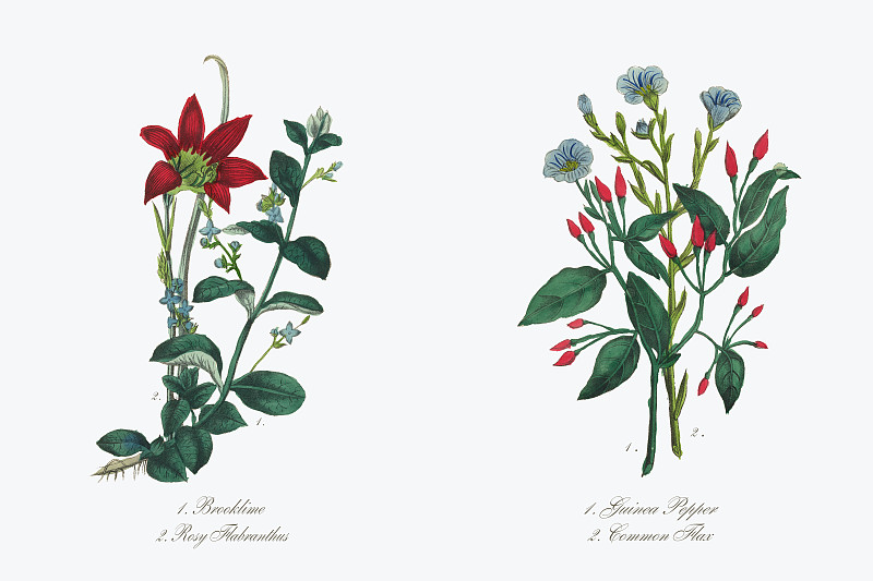 几内亚胡椒和普通亚麻维多利亚植物学插图图片下载