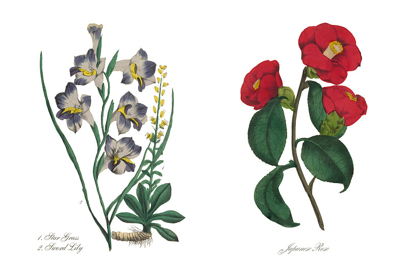 日本玫瑰维多利亚植物学插图图片下载