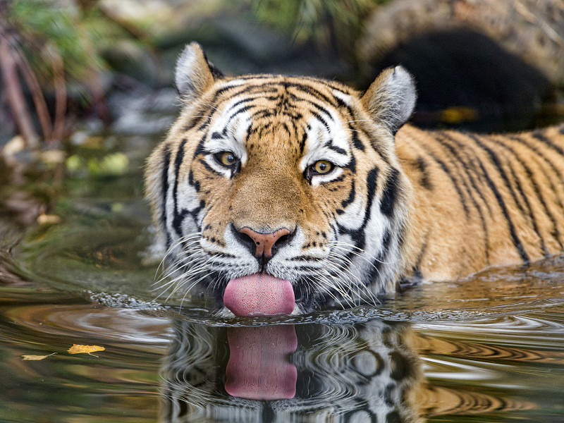 老虎在水里，露出舌头图片下载