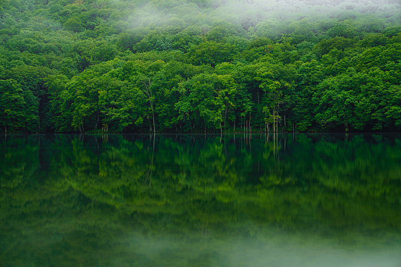 绿色的森林倒映在池塘里图片下载