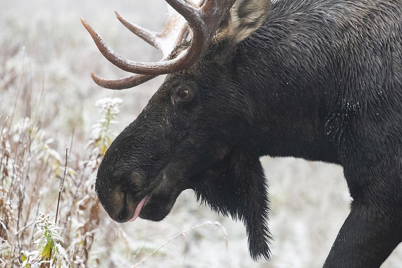 第一场雪上的公驼鹿，头的特写图片下载
