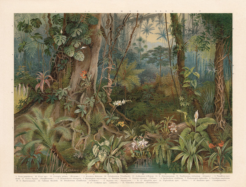 《热带雨林的植物》，色版画，1898年出版图片下载