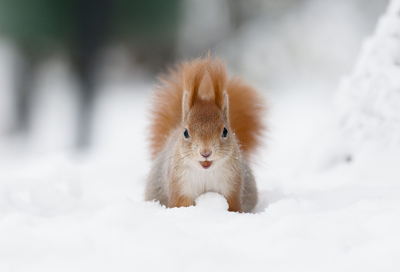 雪中的欧亚红松鼠(山鼠图片下载