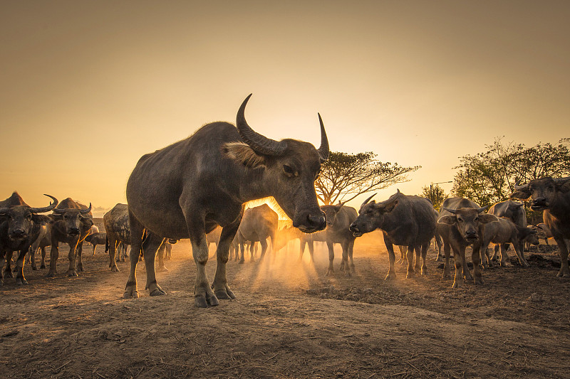 日落时分，野牛们放松下来图片素材