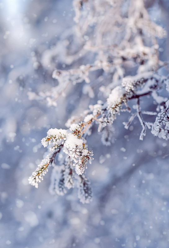 雪覆盖了云杉的树枝。冬季自然图片下载