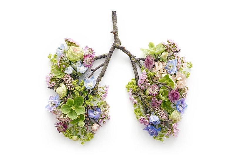 春天的花朵代表人的肺图片下载