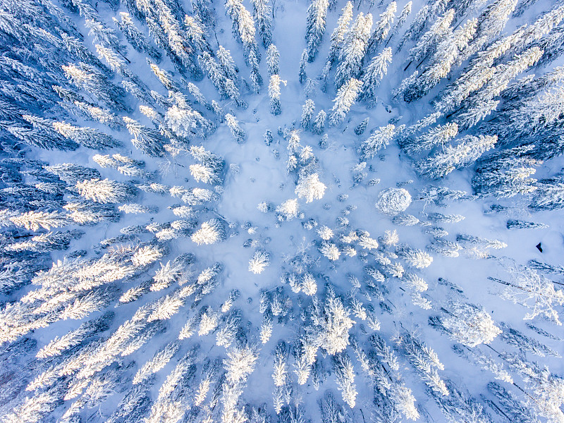 冬天从上面看树梢图片下载