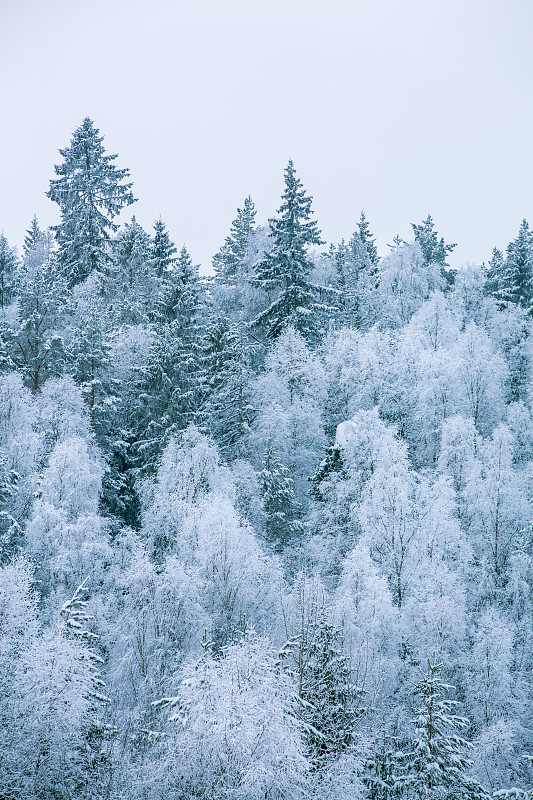 挪威，树木被冰雪覆盖图片素材