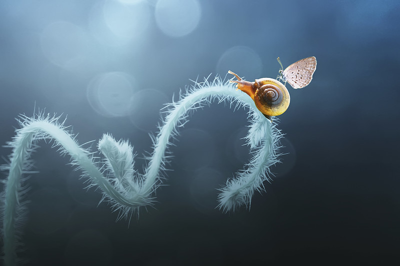 植物上的蛞蝓和蝴蝶的特写图片素材