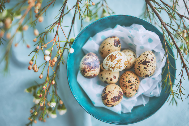 绿松石复活节安排鹌鹑蛋图片素材