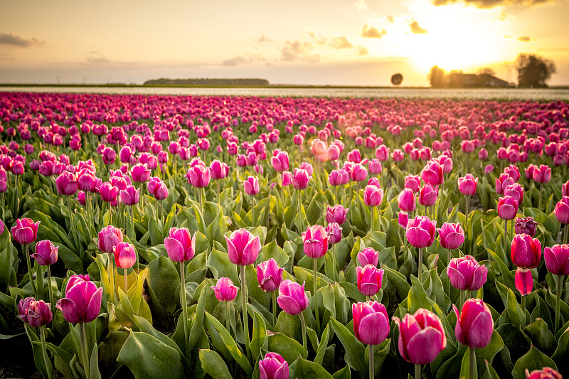 荷兰日落时盛开的红色郁金香图片下载