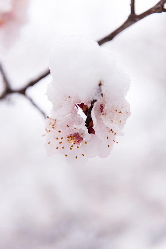 桃花盛开春雪覆盖图片素材