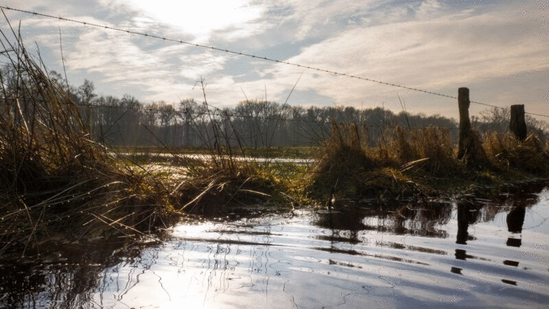 带有带刺铁丝网的水在被淹没的田地里荡漾图片下载