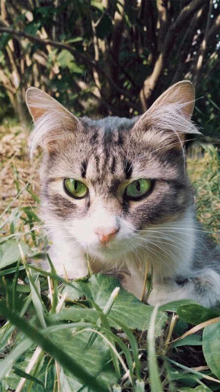 绿色眼睛的猫的肖像图片下载