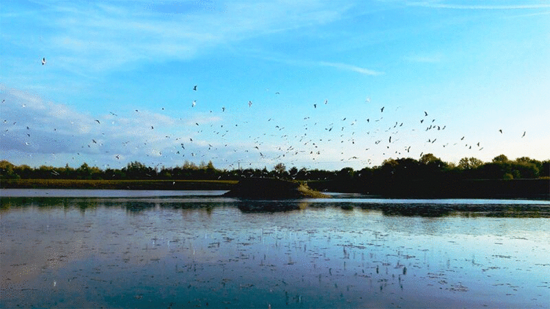 湖上的鸟群，倒影飘过水面图片下载