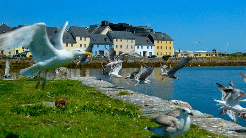 爱尔兰戈尔韦海岸上的海鸥图片下载