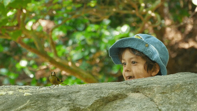 小男孩看鸟在岩石上吃东西图片下载