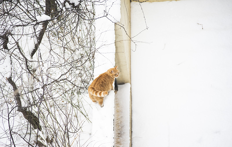 猫戏雪图片下载