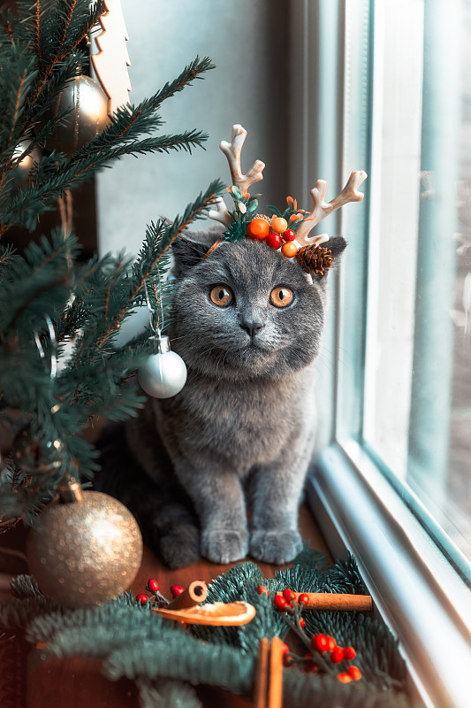 圣诞宠物蓝猫图片下载