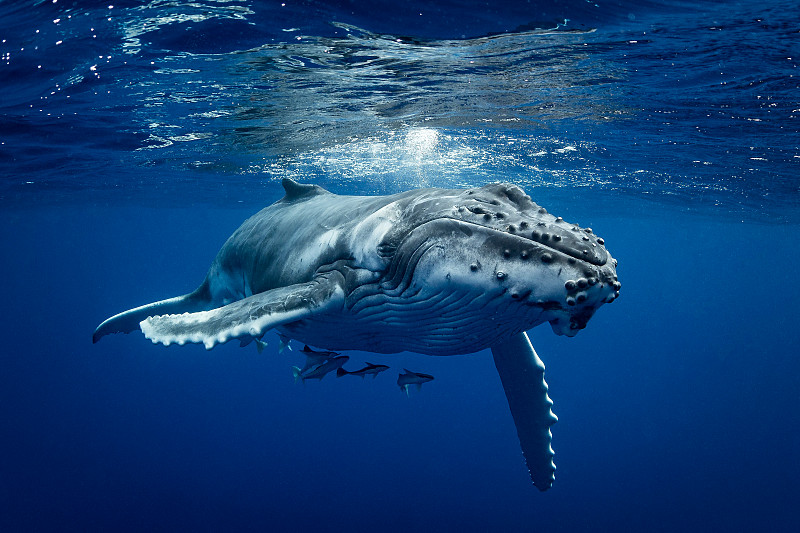 鲸鱼在水面下游泳图片素材
