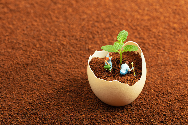 土壤鸡蛋壳植物春天嫩芽叶片浇灌图片下载