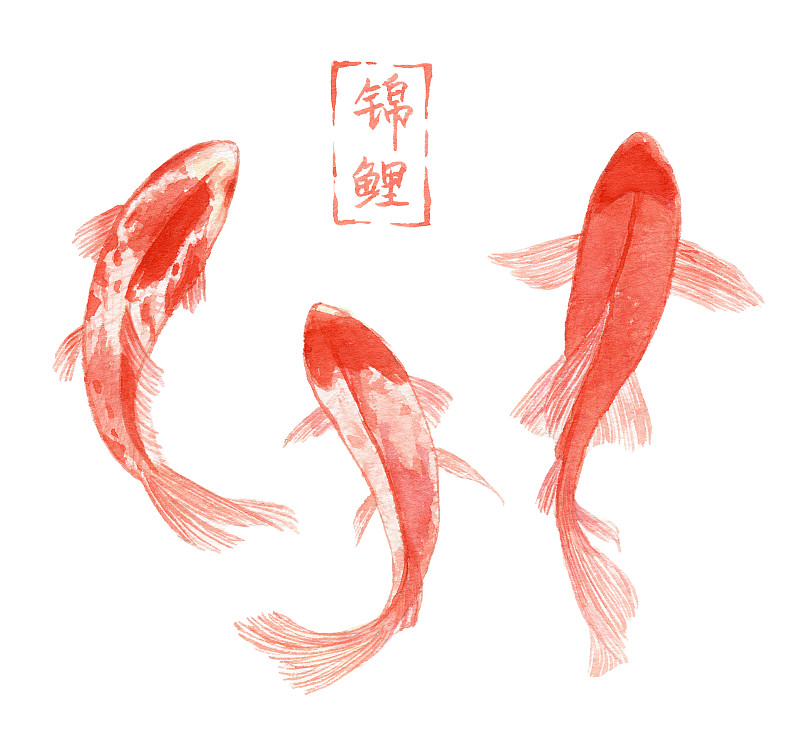 水彩手绘 多条红色的锦鲤图片素材